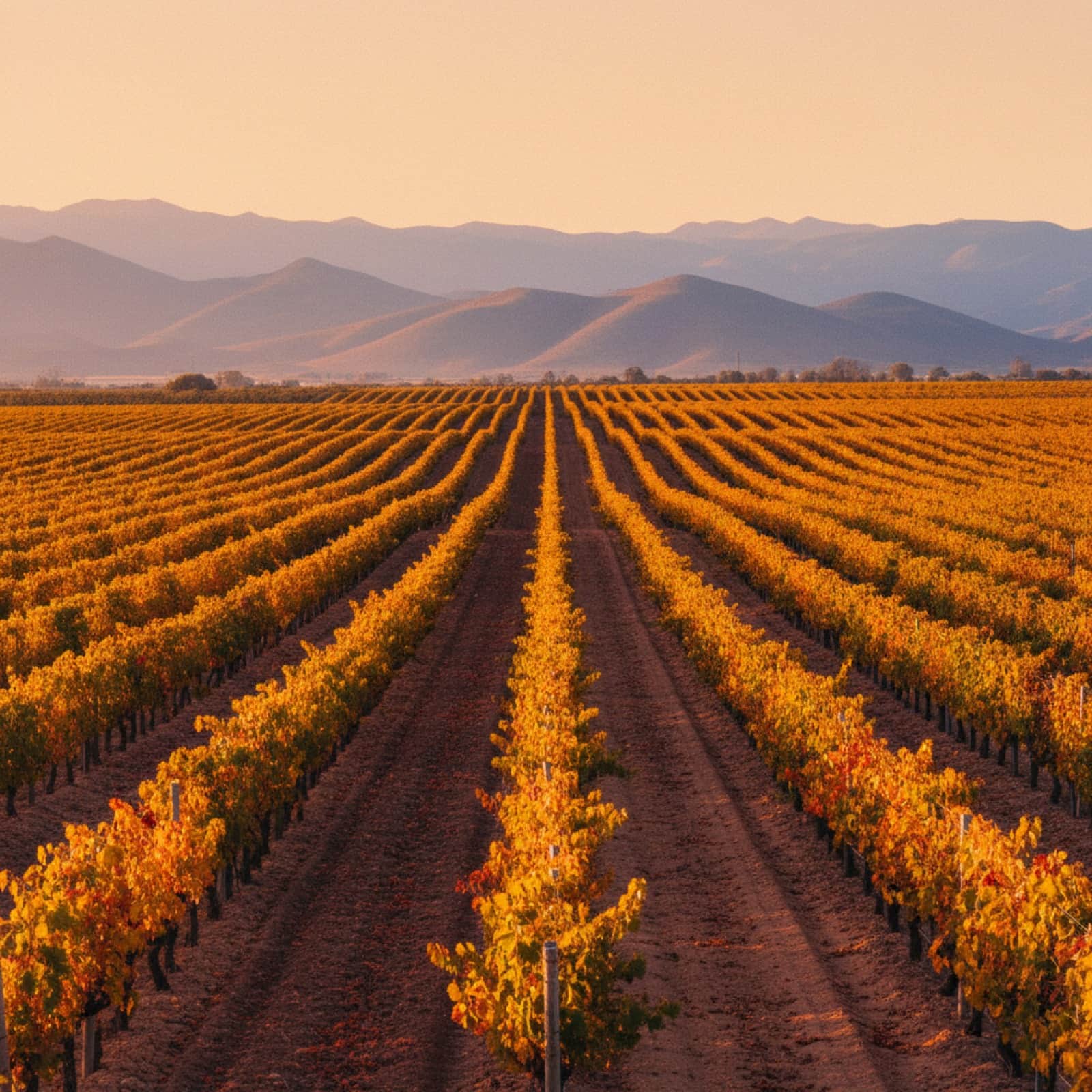 Can You Drink Alcohol in Morocco? An Honest, Up-to-Date Guide