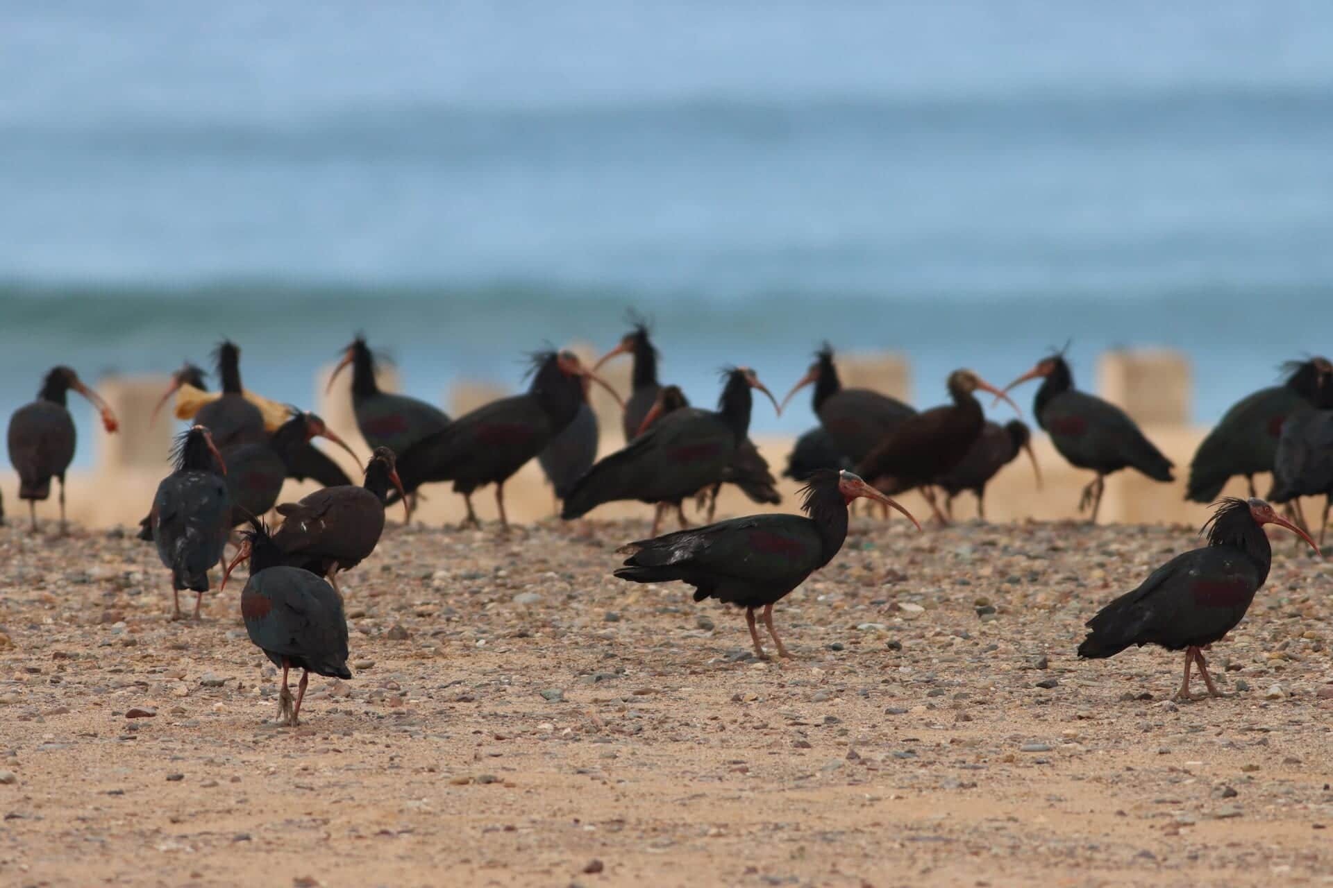 Where to See the Northern Bald Ibis in Morocco (2026)