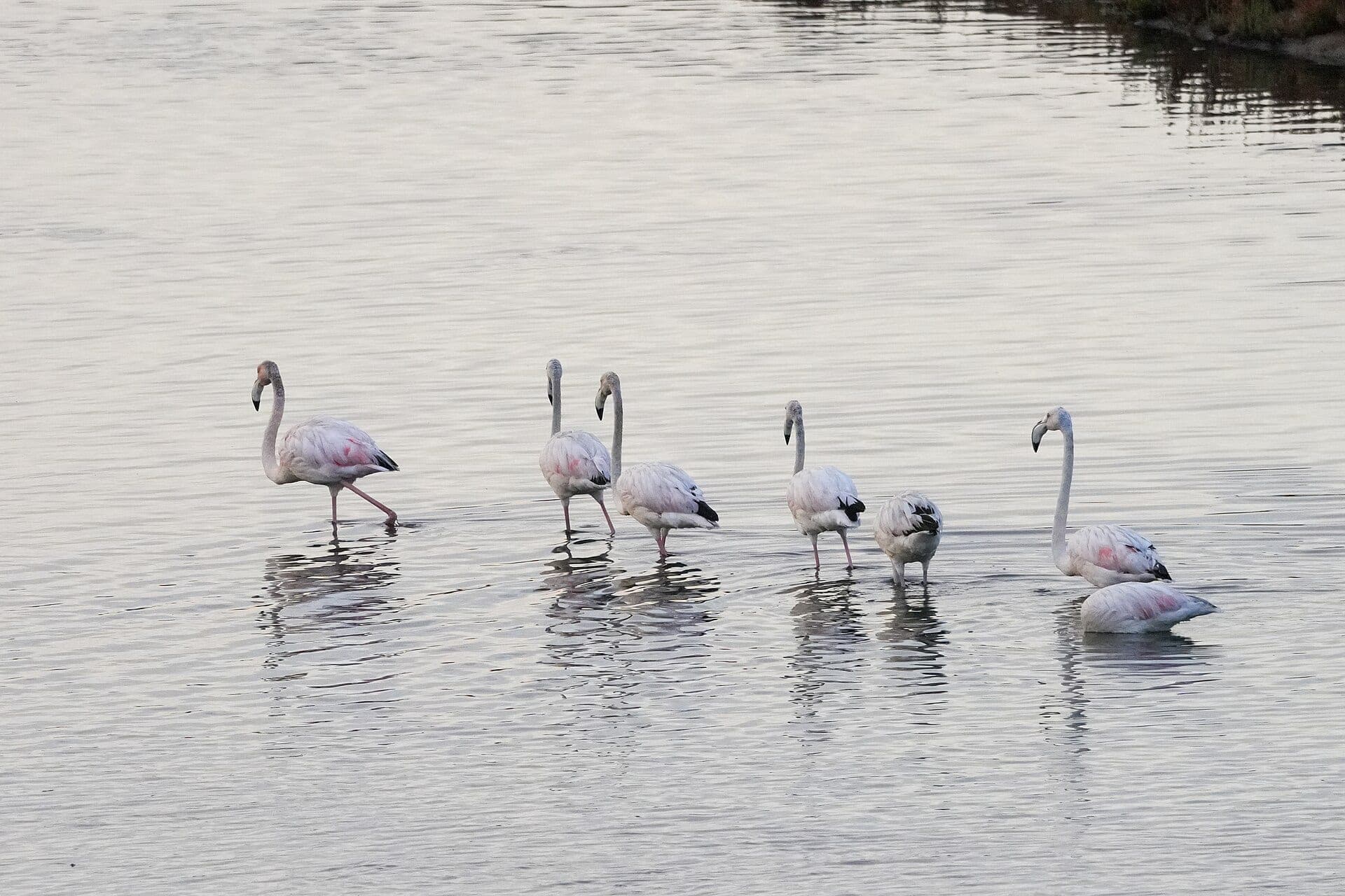 Morocco Bird Migration: The Strait of Gibraltar from the Moroccan Side