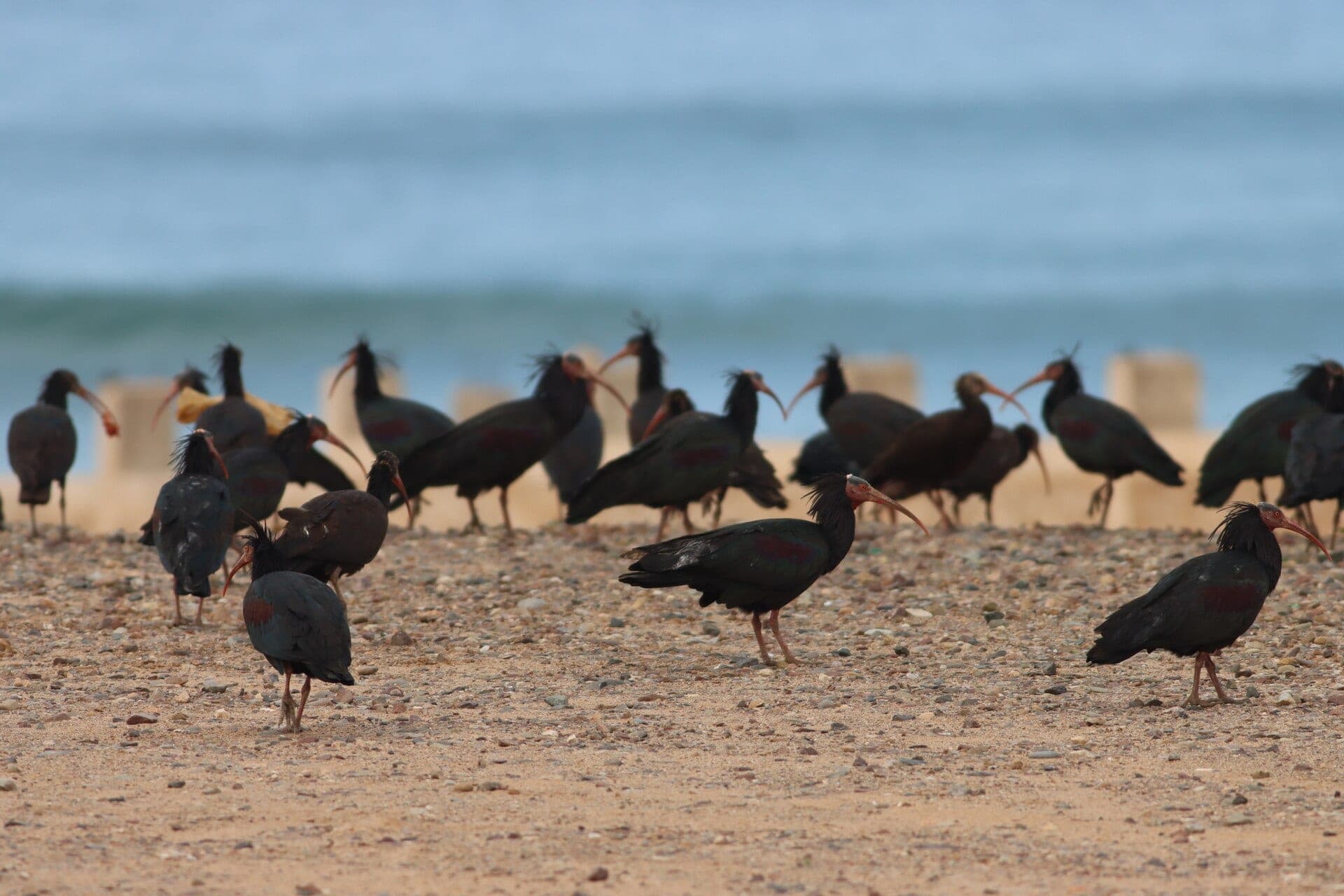 Where to See the Northern Bald Ibis in Morocco (2026)
