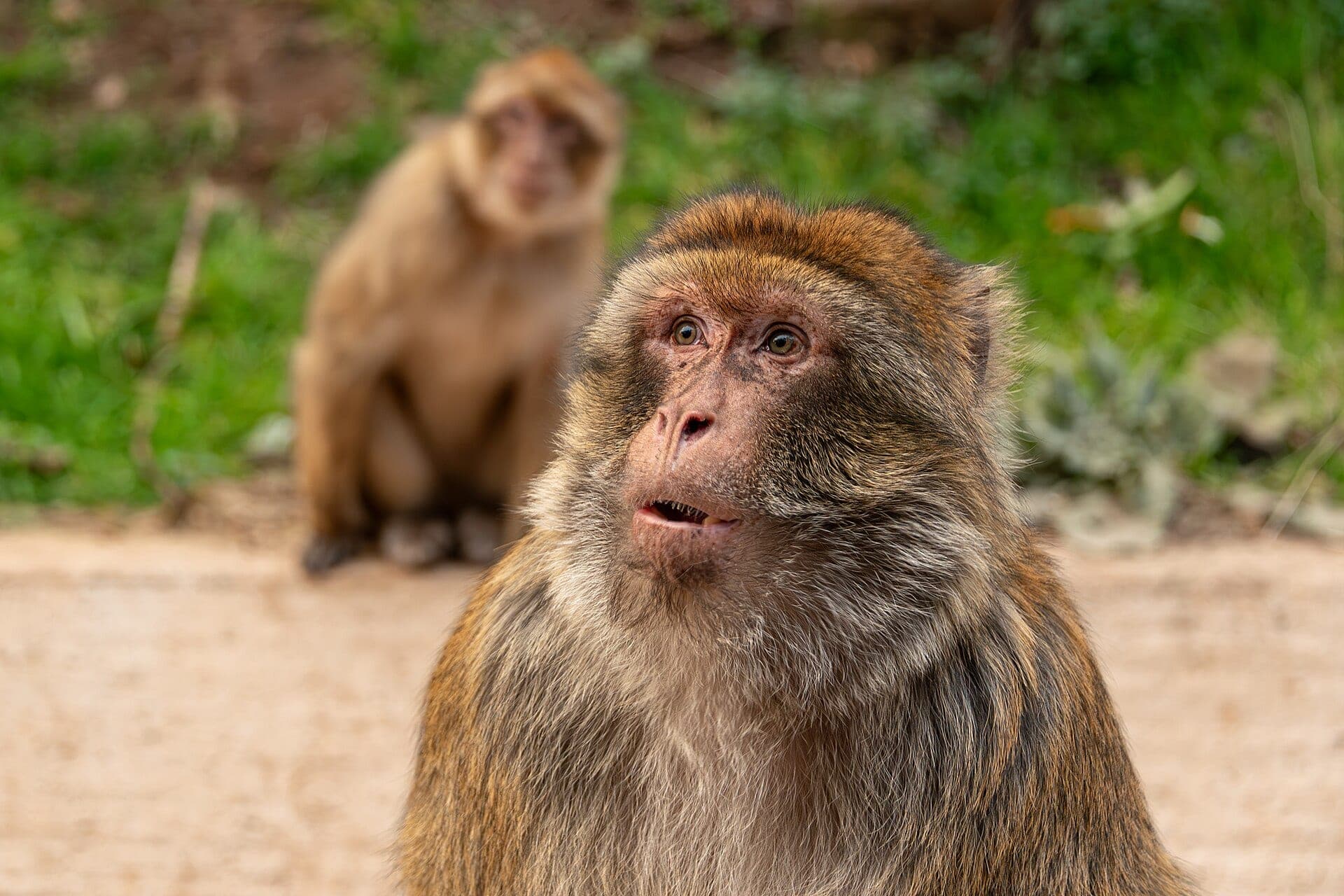 The Cedar & the Macaque