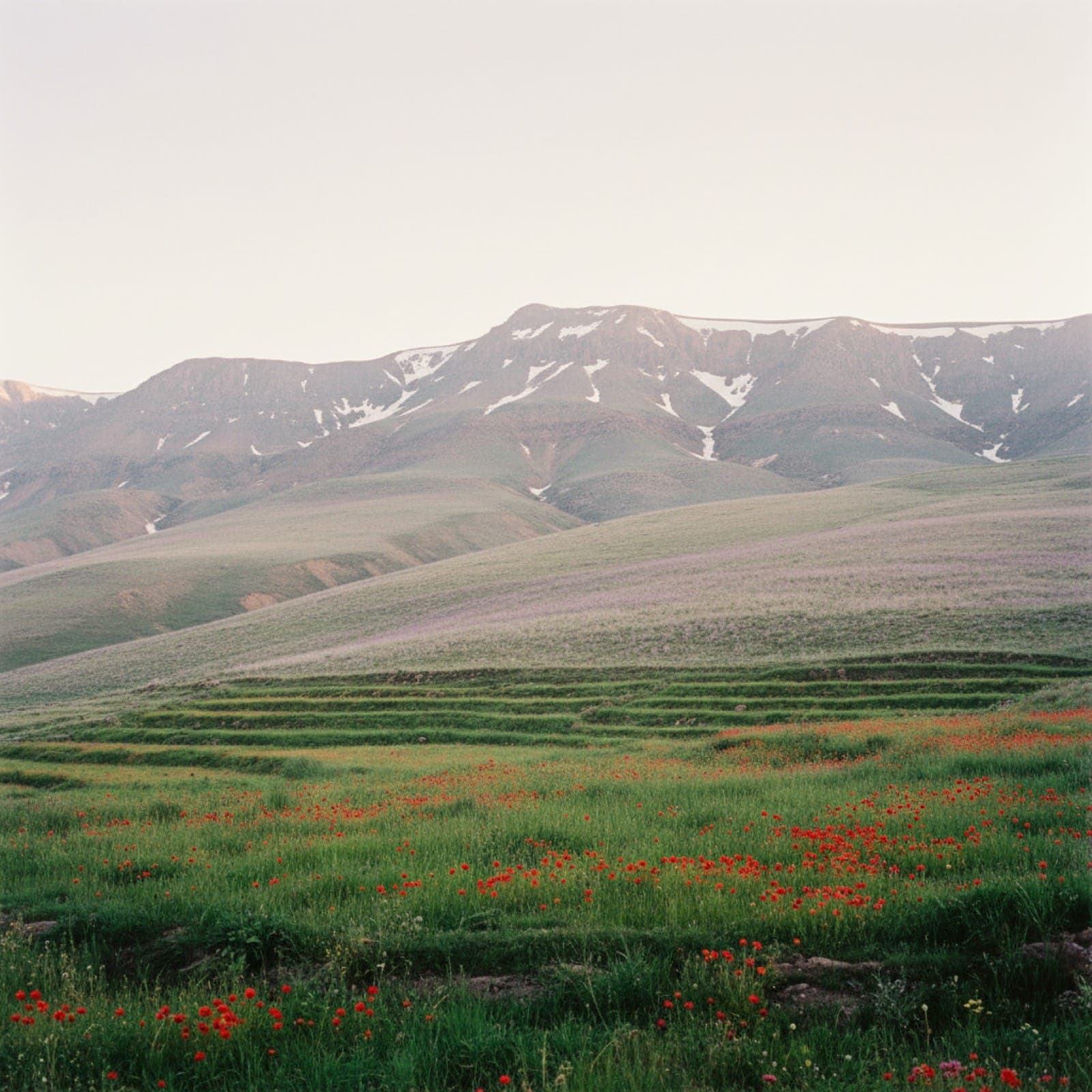 Ein Hang des Hohen Atlas Mitte April mit sichtbarer Blütenlinie — eine Vordergrundwiese aus roten Mohnblumen und smaragdgrünem Gras, ein Band aus Terrassenfeldern in der Mitte, und ein mit Restschnee gesprenkelter Grat darüber. Die drei Höhenbänder der marokkanischen Frühlingsblüte in einem Bild.