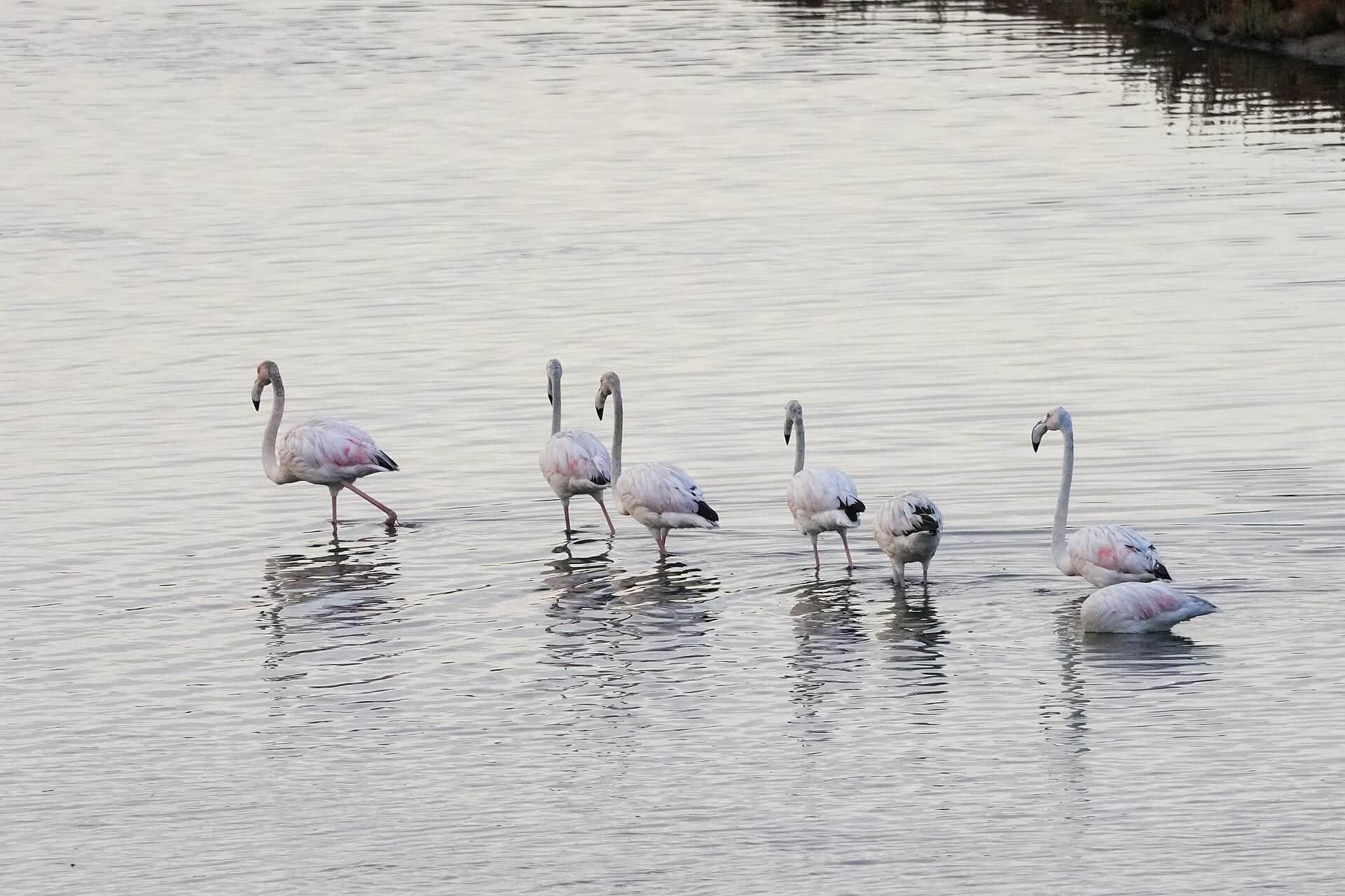 Morocco Bird Migration: The Strait of Gibraltar from the Moroccan Side